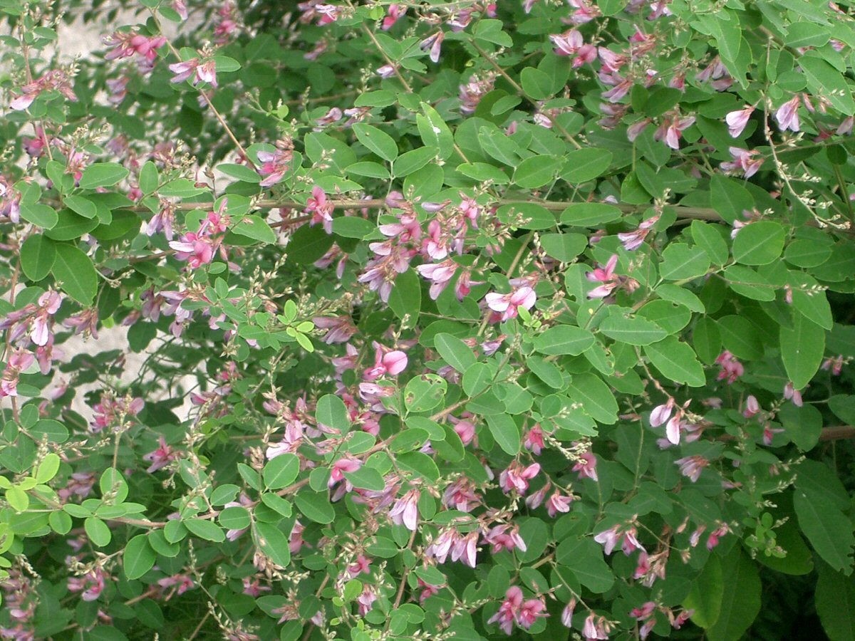 Imagem de referência de Lespedeza, descrito nos dados abertos como género de plantas