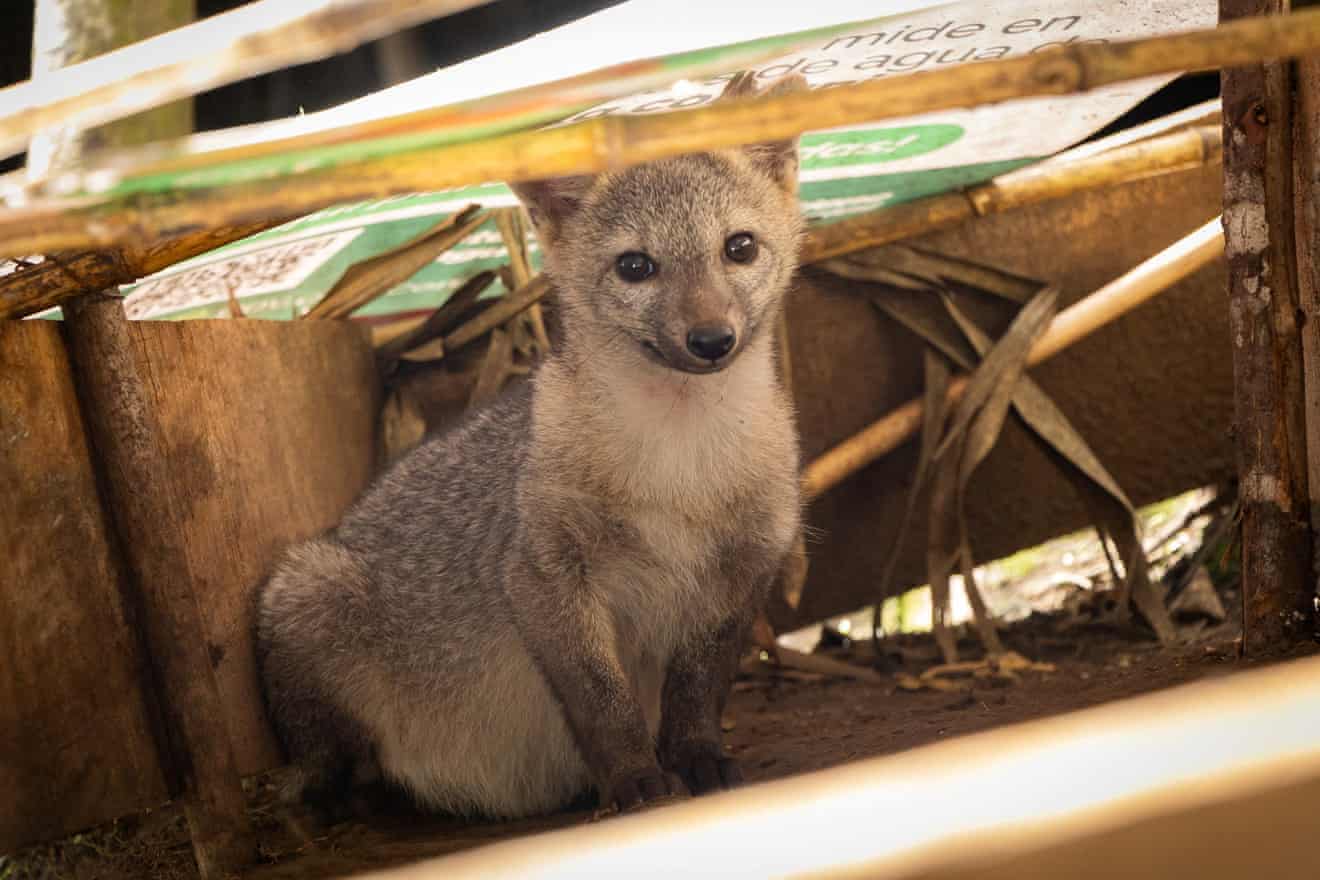 Semana na vida selvagem: um pequeno felino-tigre, ursos no quintal e umaouriça-do-mar rosa fruncida