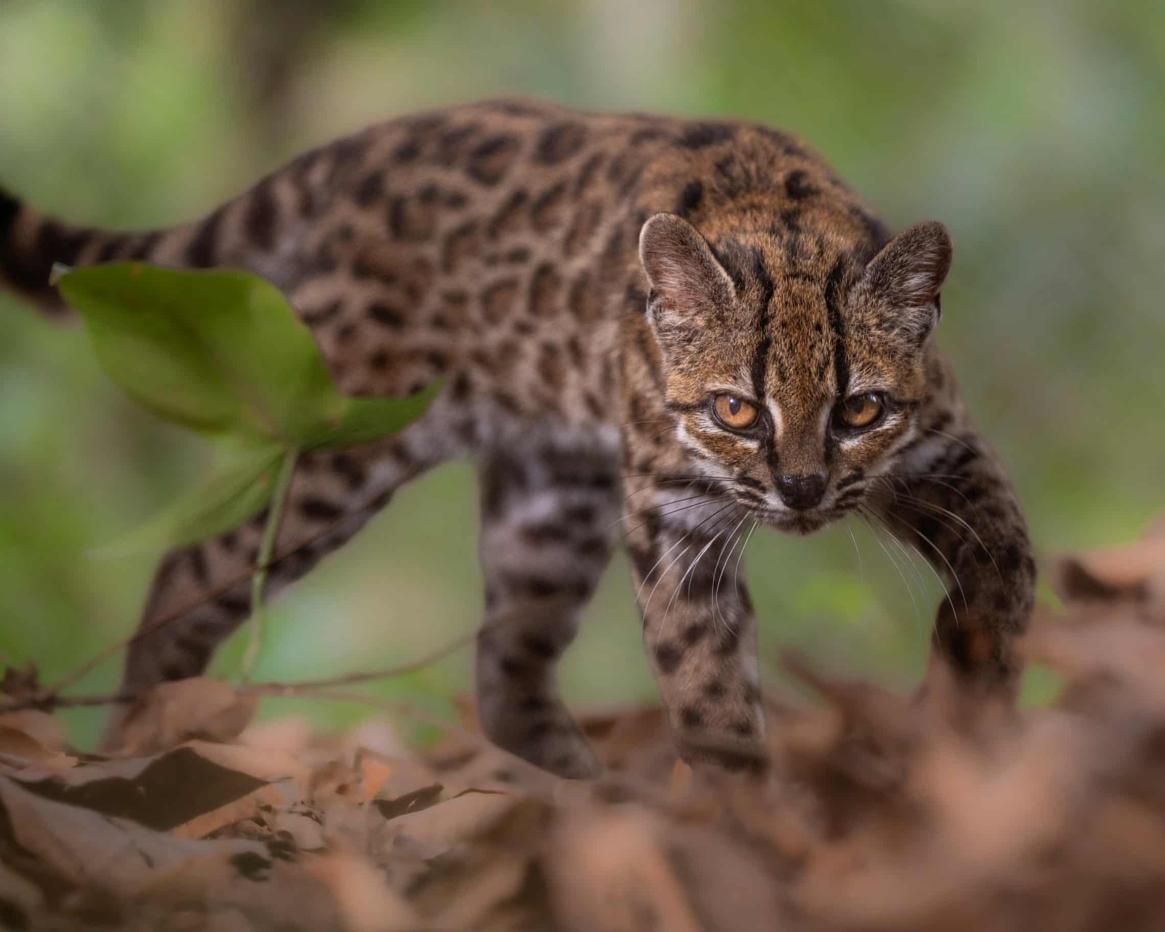 Semana na vida selvagem: um pequeno felino-tigre, ursos no quintal e umaouriça-do-mar rosa fruncida