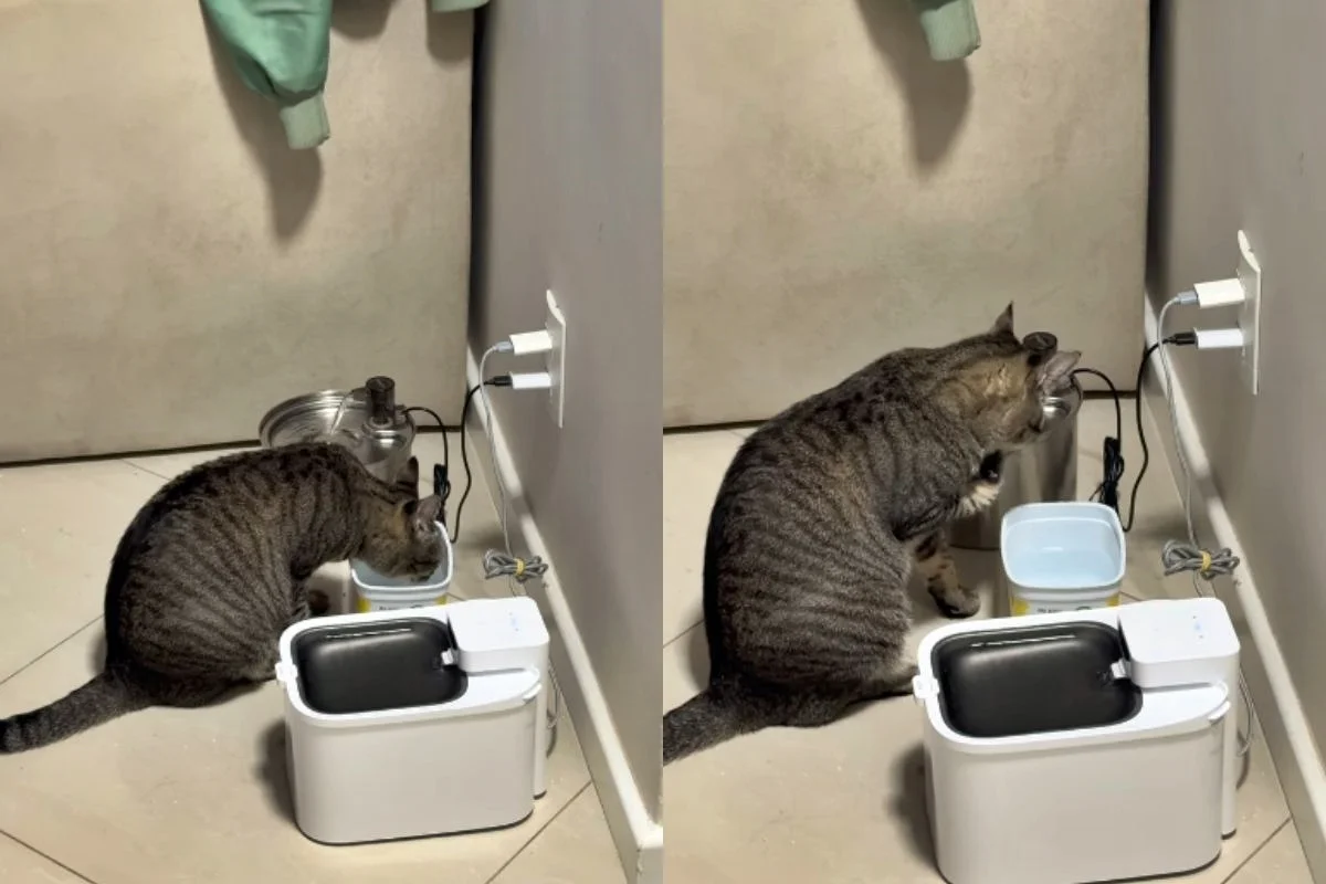 Imagem da matéria: Gatinha viraliza ao ignorar fontes para beber água em pote de margarina