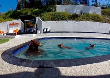 Black bears playing in a pool in a back garden in Los Angeles, US. Humans and bears coming into closer contacts as homes on the edges of cities ring the outskirts of forests. Bears drawn to residents’ pools, their chicken coops, their fruit trees and trashcans