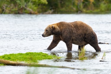 It’s time to meet the bears of Fat Bear Week 2026. The annual Fat Bear Week competition is run by Katmai National Park in Alaska, US and is returning for its 13th year. People can vote for the brown bear has put on the most weight ahead of their winter hibernation, by comparing photos from early and late summer