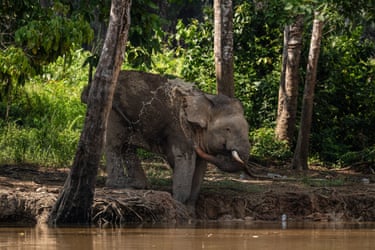 A wild male Bornean elephant spraying water onto its body with its trunk near the Kinabatangan River in Sukau on the island of Borneo