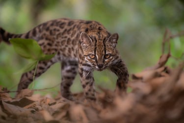 A newly identified leopardus tilcayo cat walks at the Senda Verde animal refuge in the Yungas region, Bolivia. The small wild cat that inhabits Bolivia’s ⁠cloud forest has been identified as a previously unknown species, marking the first time a new living feline species has been formally named and described in more than a century. It was found in Bolivia’s ​lush Yungas forest, a mountainous region where forests are often covered by clouds and surrounded by high humidity. It measures about 46cm