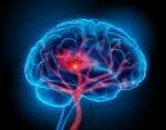 Cientistas cultivam tecido cerebral humano em camundongos para investigar demência e autismo