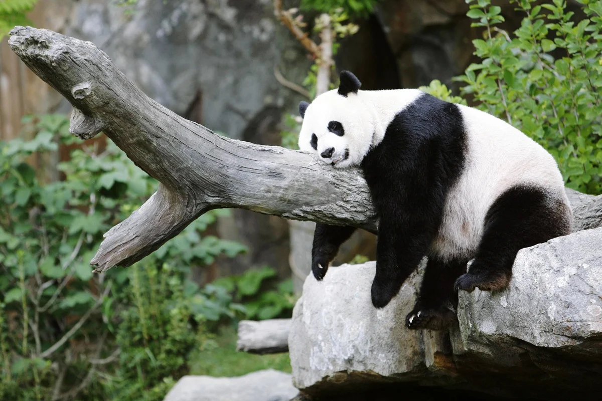 Imagem colorida mostra panda descansado em tronco de árvore - Metrópoles