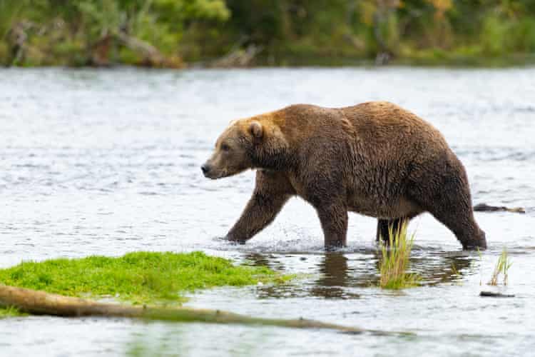 Semana na vida selvagem: um pequeno felino-tigre, ursos no quintal e umaouriça-do-mar rosa fruncida