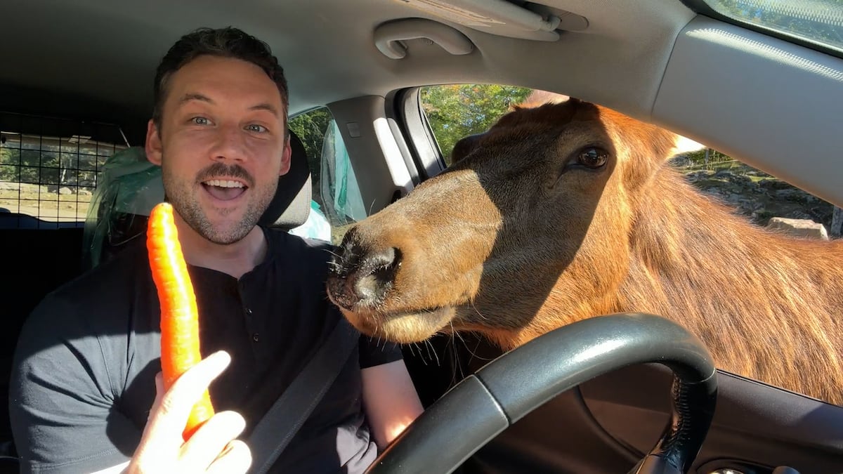 One Tank Trip: Drive among moose, bears and wolves at Parc Omega