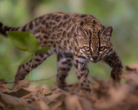 A spotted Leopardus tilcayo cat prowls low over dry leaves, staring intently at the camera