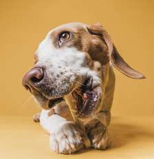 Se o cachorro lambe muito as patas, fique atento a estes sinais Foto: Freepik